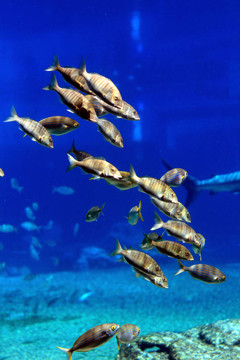 學校的魚