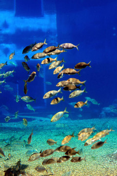 熱帶魚