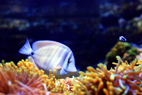熱帶魚(yú)