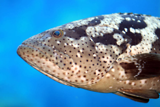大鱈魚
