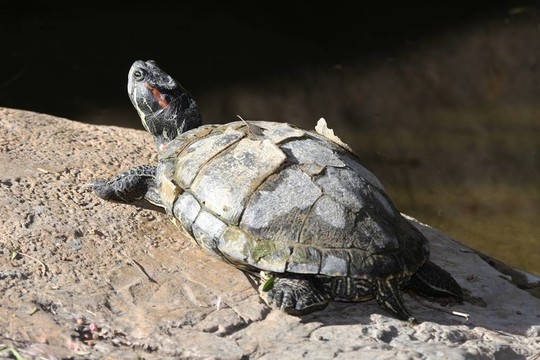 紅耳Slider Turtle