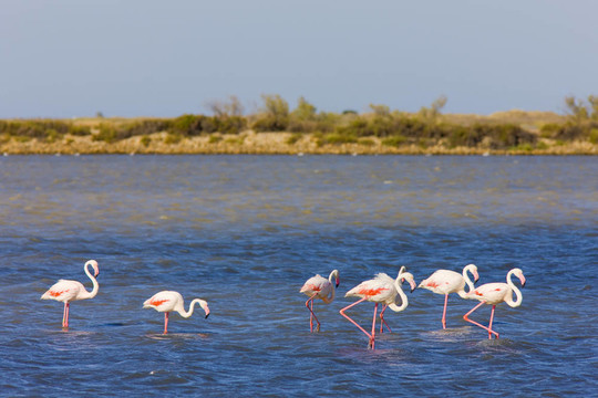 火烈鳥(niǎo)；公園區(qū)域de Camargue；普羅旺斯；法國(guó)