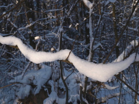 樹枝上的雪。