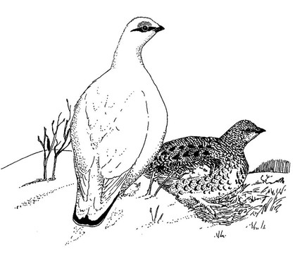 巖雷鳥