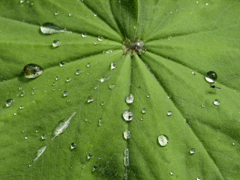 雨滴夫人的斗篷