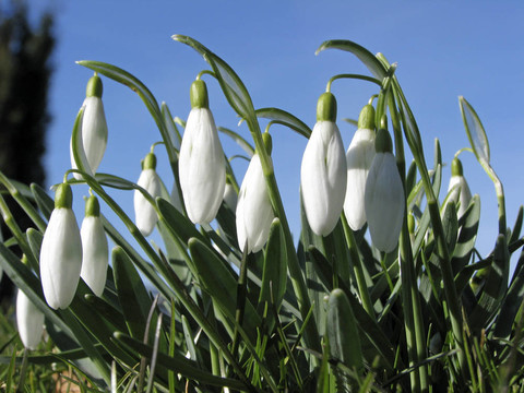 雪花蓮；Galanthus nivalis