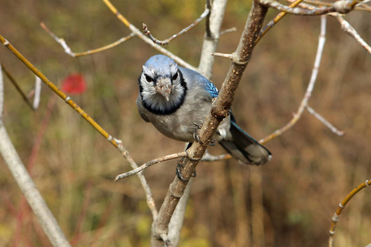 藍(lán)鳥(niǎo)