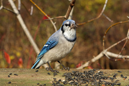 藍(lán)鳥