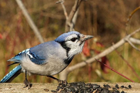 藍(lán)鳥