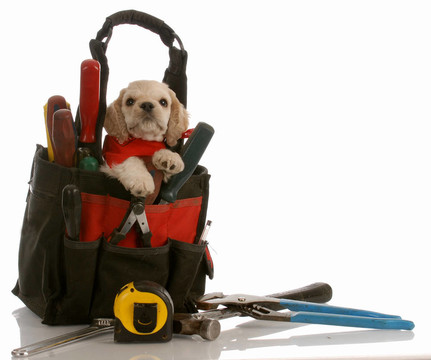 美國可卡犬的小狗坐在工具袋