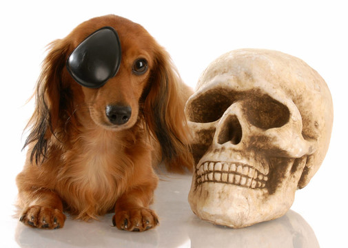長毛迷你臘腸犬戴著眼罩躺在頭骨