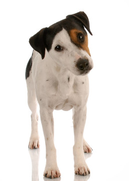 皮毛光滑的三色jack russel terrier站