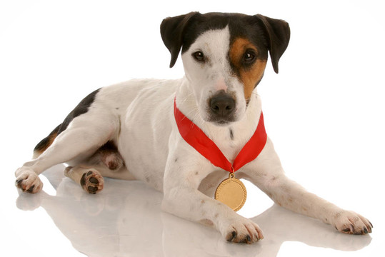 jack russel梗與獲獎的獎牌在脖子上