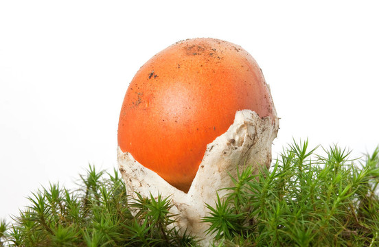 橙蓋鵝膏菌菇