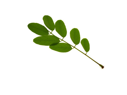 相思綠枝