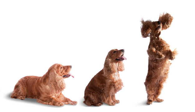 可卡犬