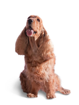 可卡犬