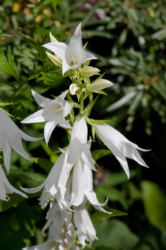 白花風(fēng)鈴