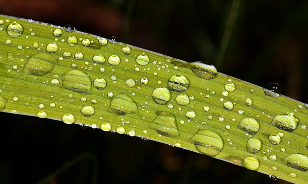 雨后葉子上的水滴