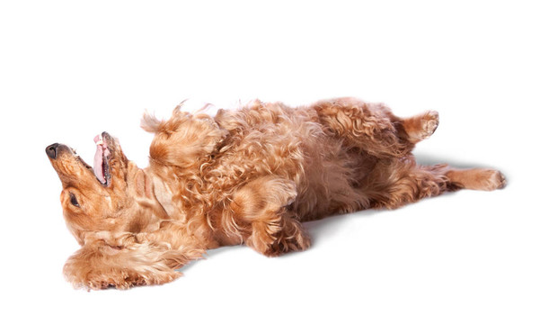 可卡犬