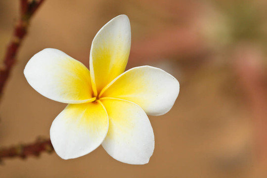 熱帶花卉雞蛋花