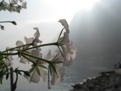 陽光中的花