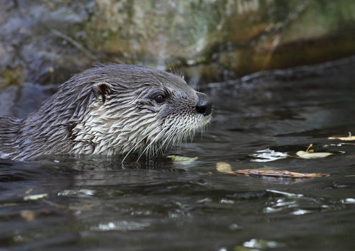 水獺