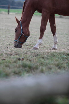 馬
