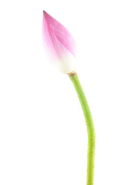 蓮花