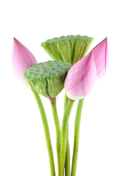荷花和莢