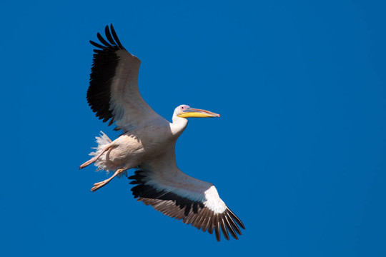 Great White Pelican在飛行中