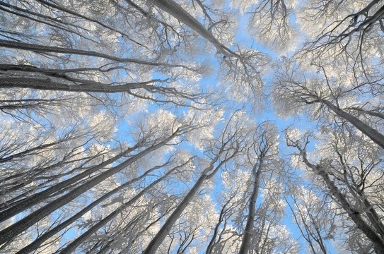 樹上掛滿了白霜