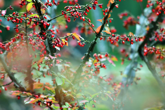 野紅果