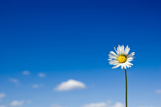 雛菊
