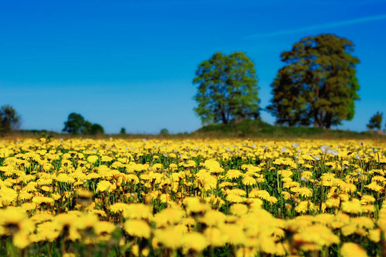 meadowed