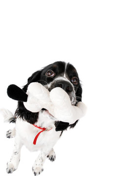 英國史賓格犬白色隔離與玩具。