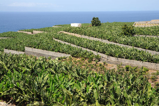 特內(nèi)里費(fèi)加那利群島香蕉園；西班牙