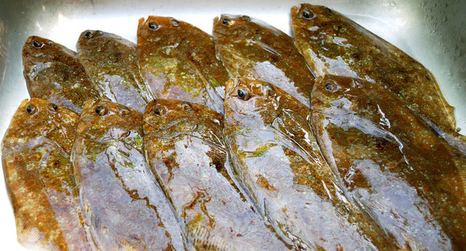 牙鲆魚