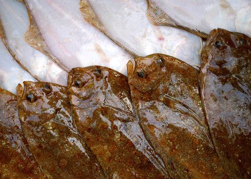 比目魚魚；兩側(cè)