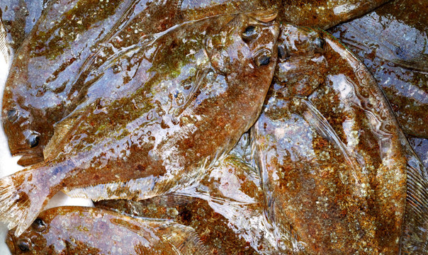 牙鲆魚