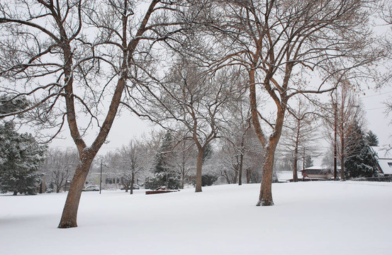 暴風(fēng)雪中的城市公園里的樹木