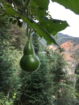 葫蘆