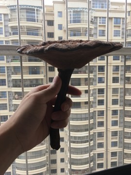 靈芝