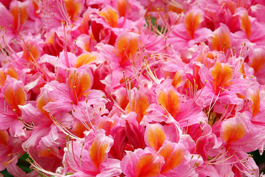 azalea 10