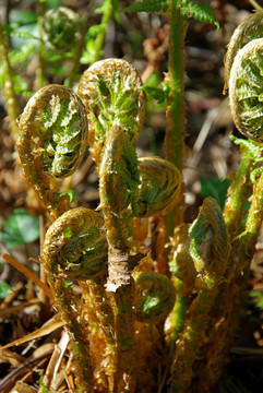 fern 05
