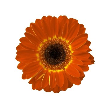 Gerbera 13