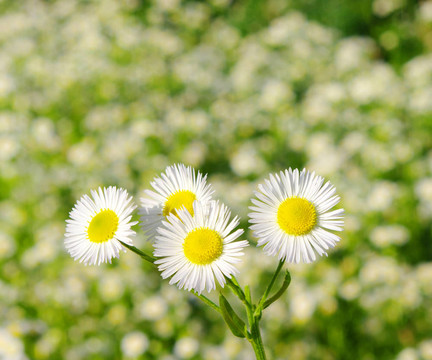 chamomiles