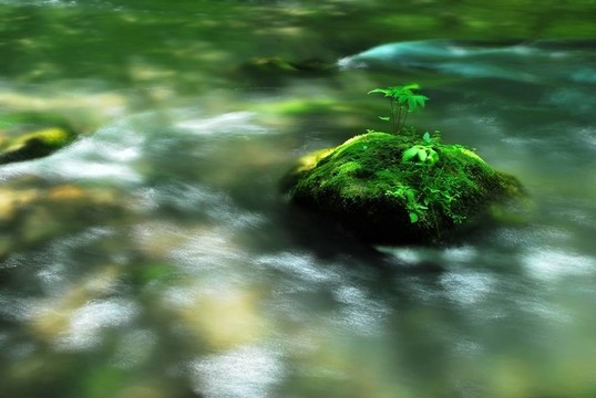 密集植被中的湍急河流