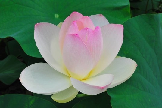 盛開的蓮花