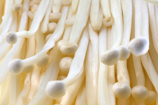 Enoki（牡蠣）蘑菇